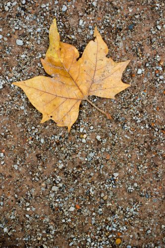 Mainz-Wiesbaden-and-Berlin Landscape-Photography-2 (1)