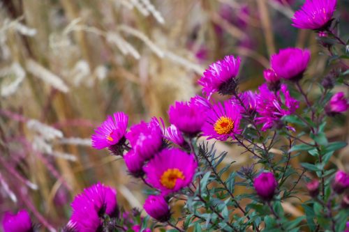 Mainz-Wiesbaden-and-Berlin Landscape-Photography-35